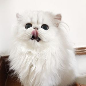 日韩欧美精品一中文字幕
